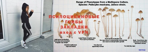 амф Аркадак